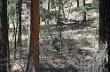 More deer